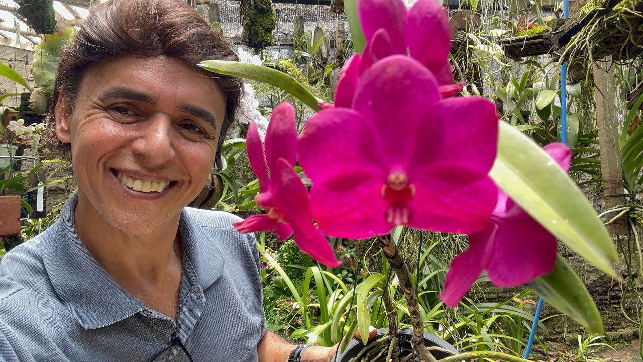 ORQUÍDEA VANDA,VASO DE CASCA DE CAJÁ,O MELHOR PARA SUA ORQUÍDEA 