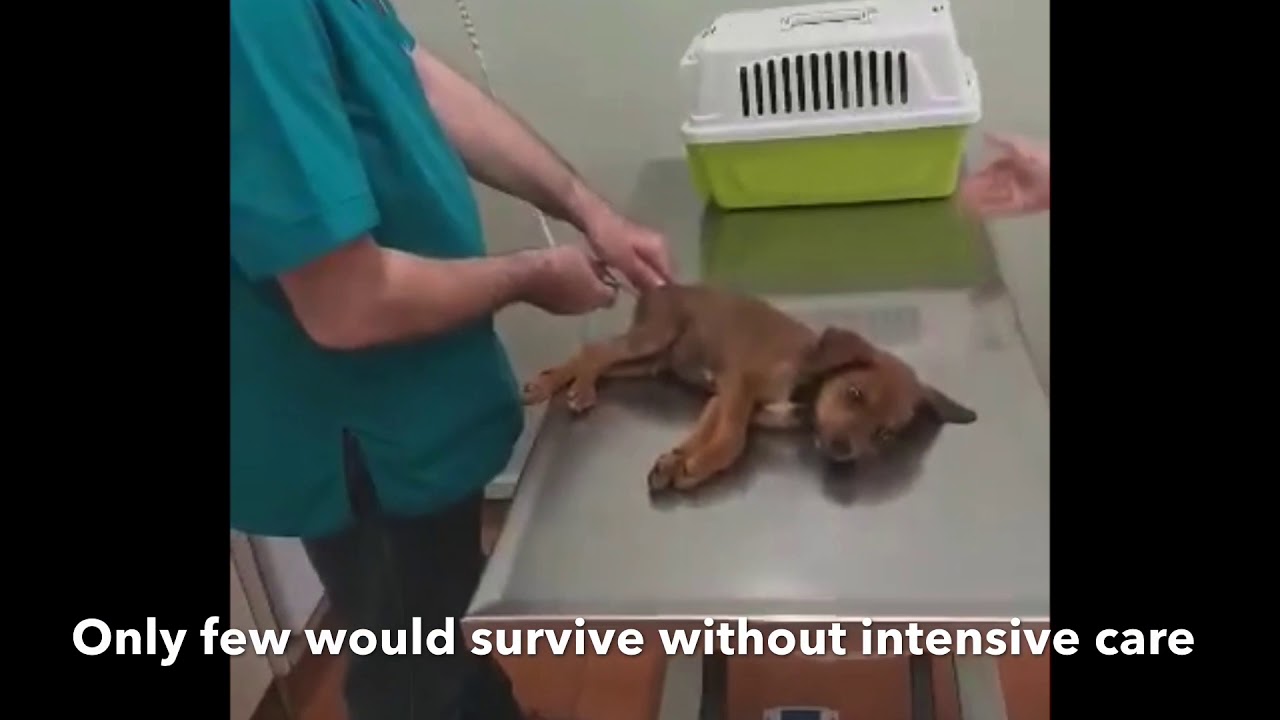 Puppies need help to fight parvo YouTube