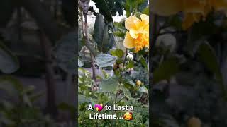 A LOVE TO LAST A LIFETIME (Music Video) screenshot 2