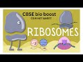 Part 10: RIBOSOMES – the protein factories of the cell | CSIR NET and NEET focussed