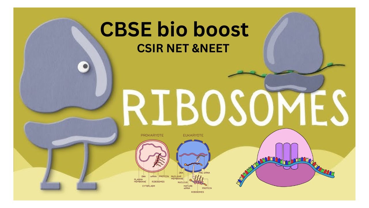 Part 10: RIBOSOMES – the protein factories of the cell | CSIR NET and NEET focussed