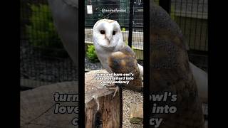 Barn Owls Gets Way Too Attached