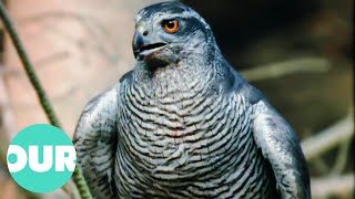 How The Goshawk Was Reintroduced To Britain: The Phantom Of The Forest | Our World