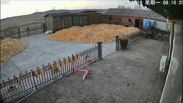 Bị hổ tấn công, người đàn ông thoát chết trong gang tấc