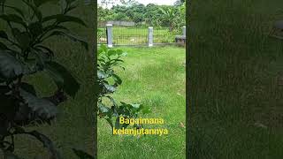 AKSI KUCING LIAR MENANGKAP BURUNG #viral #real