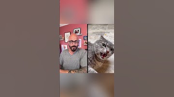 Introducing a new cat or kitten? Check out my videos! #cats #introduction