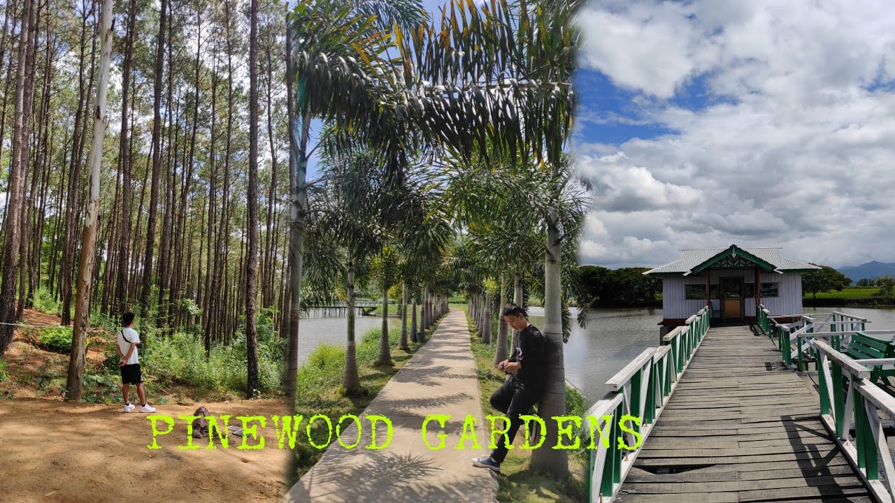 Pinewood Gardens//Manipur//Best Picnic Spot