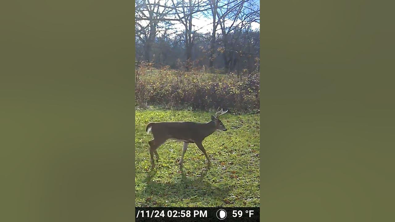 Day walker rut movement southwest MI deer trailcam YouTube