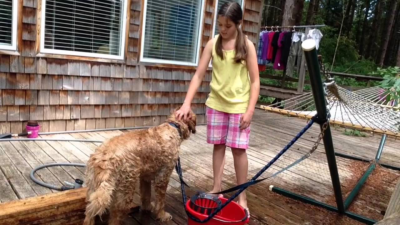 Time Lapse Giving Dog Bath YouTube