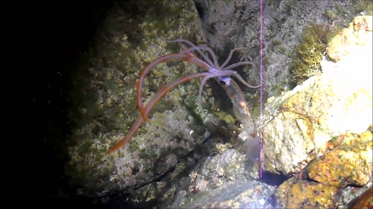 Chiroteuthis picteti ユウレイイカ 긴팔오징어