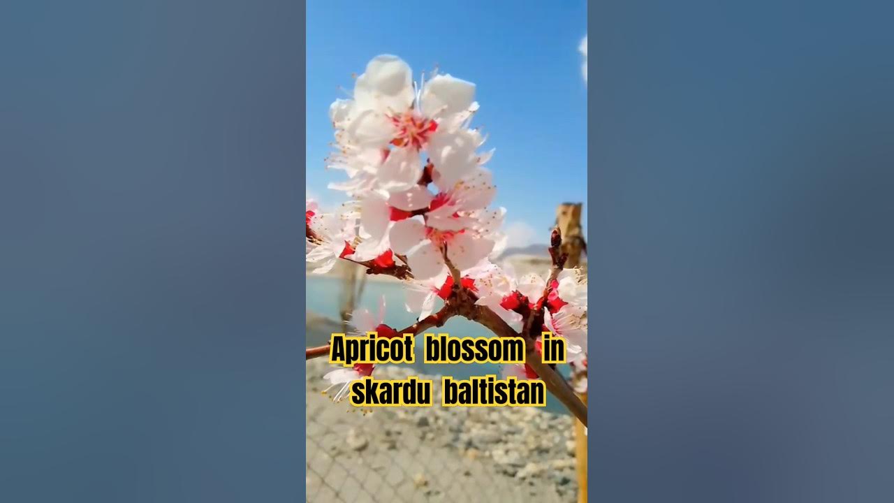 apricot blossom in skardu baltistan #blossom #nature #music #song apricot blossom in skardu baltistan #blossom #nature #music #song