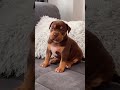 Chocolate Tri Puppy Melting Hearts 🍫🐶#chocolatetribully #americanbully #cutepuppy #bullybreed #short