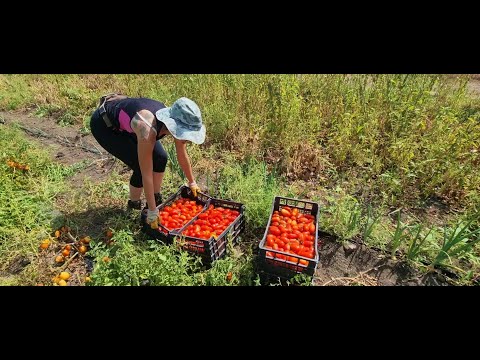 Video: Cura del pomodoro San Marzano – Coltiva piante di pomodoro con salsa San Marzano