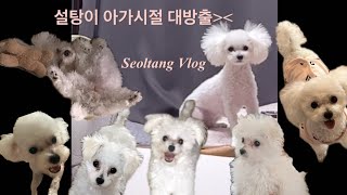 강아지VLOG| 설탕이 아가시절 대방출🐶 +어린이 설탕🐰