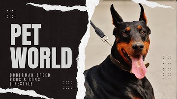 "UNLEASHING the TRUTH about DOBERMANS: You WON