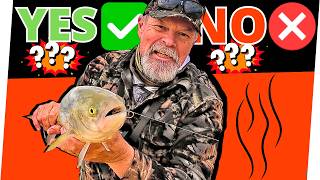 : Using Berley For Beach Fishing  Is It Worth Doing?