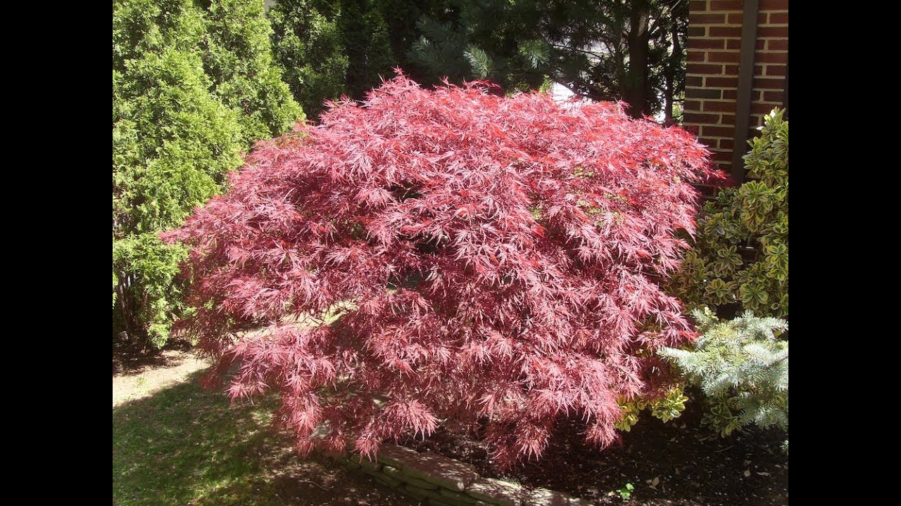 "How to grow Japanese Maple" Gardening 101 by Dr. Greenthumb 