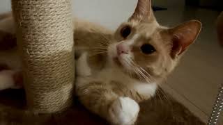 Medi Cat is very playful on her fourth birthday by Medi Cat 408 views 7 months ago 1 minute, 26 seconds