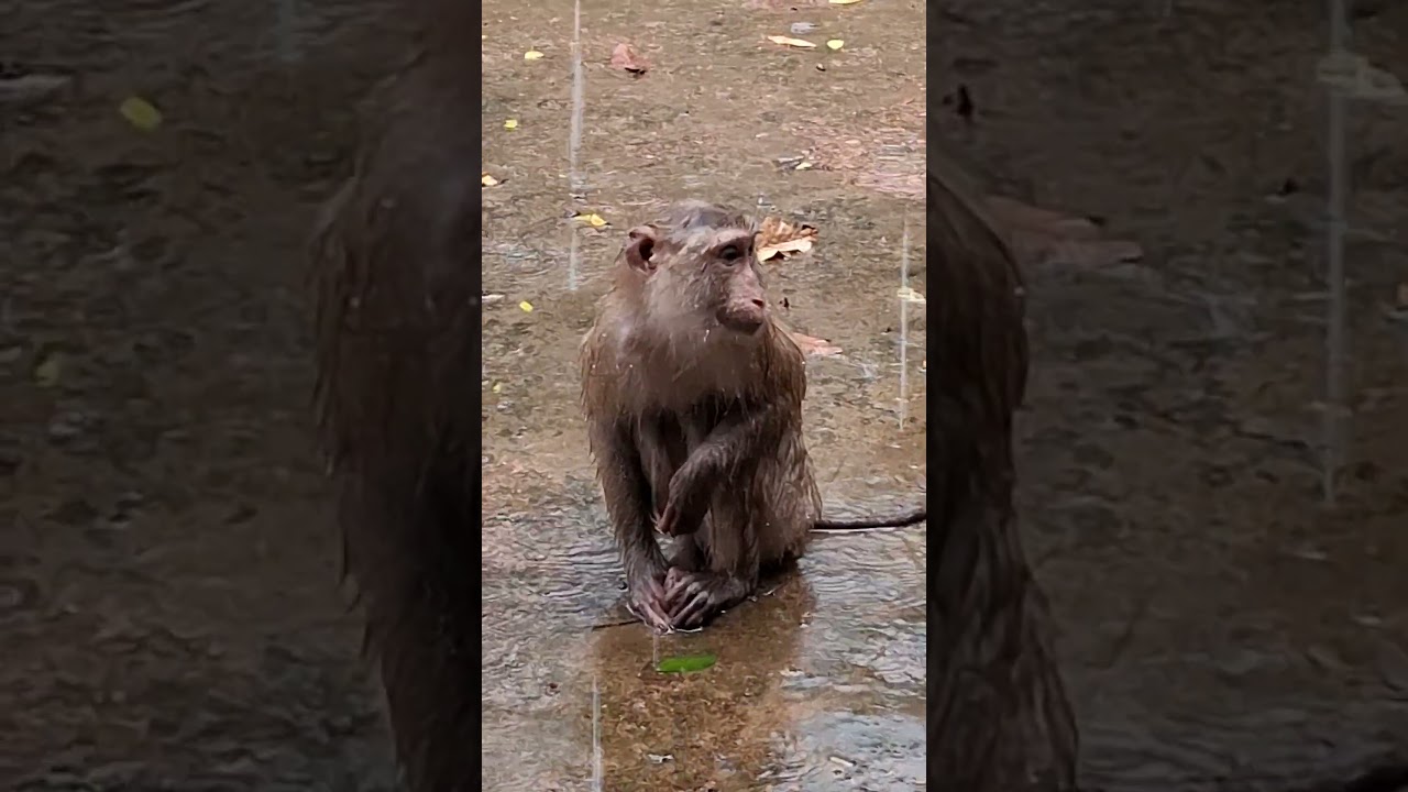 General Monkey & Animal Hashtags