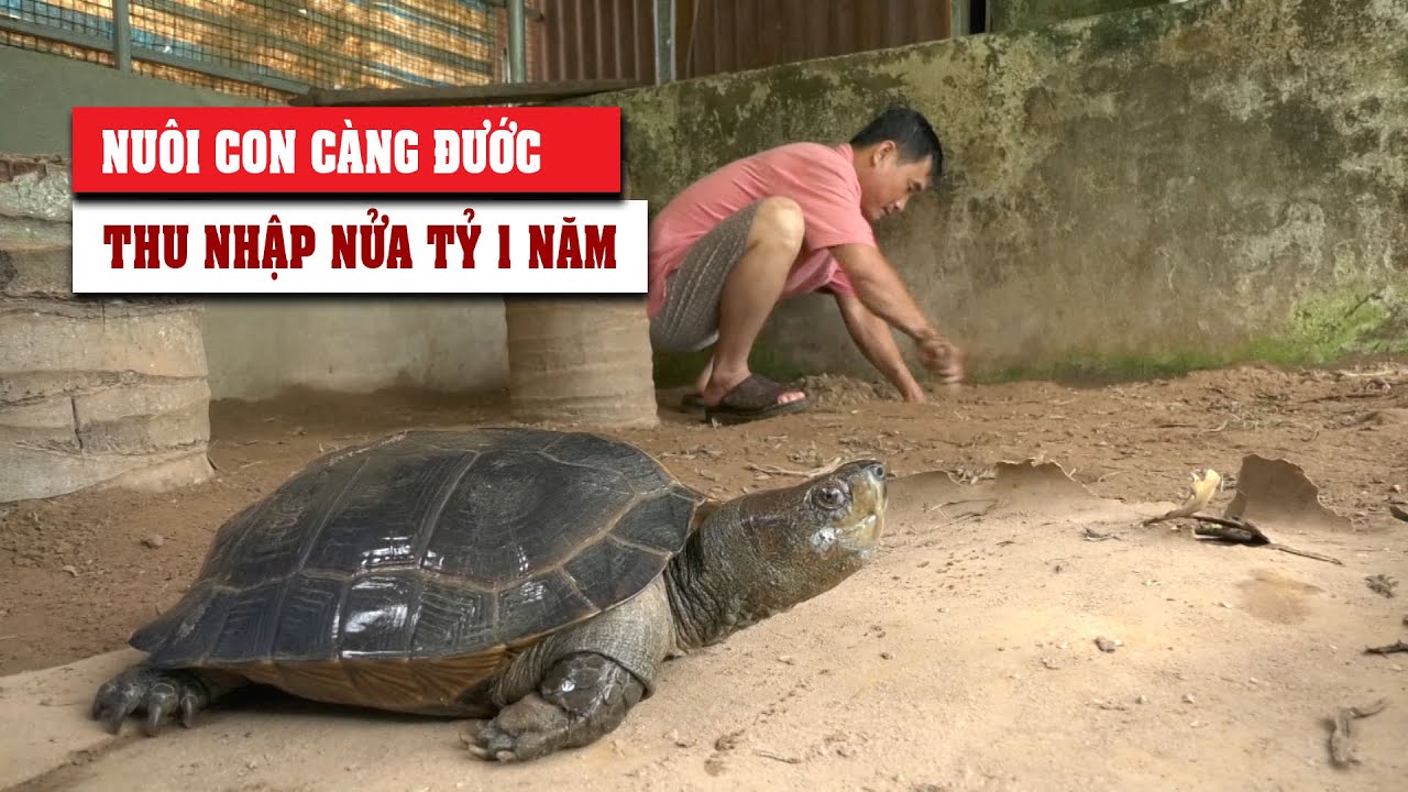 Con càng đước