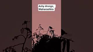 Ashy drongo making sorties to catch insects at dusk at Pune