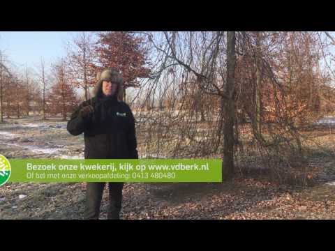 Video: Perzische Ironwood Info: Tips voor Perzische Ironwood Care