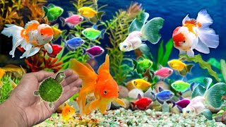 Menangkap ikan hias, ikan lele, ikan koi, ikan cupang, Ikan Glofish,hewan lucu, hamster, ayam 240 by Rumah Sato  1,919 views 4 months ago 6 minutes, 53 seconds