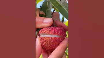 Juicy Lichi Lichi Lover S Raise Lichi Fruit Lychee Suvichar Comment Like Share 