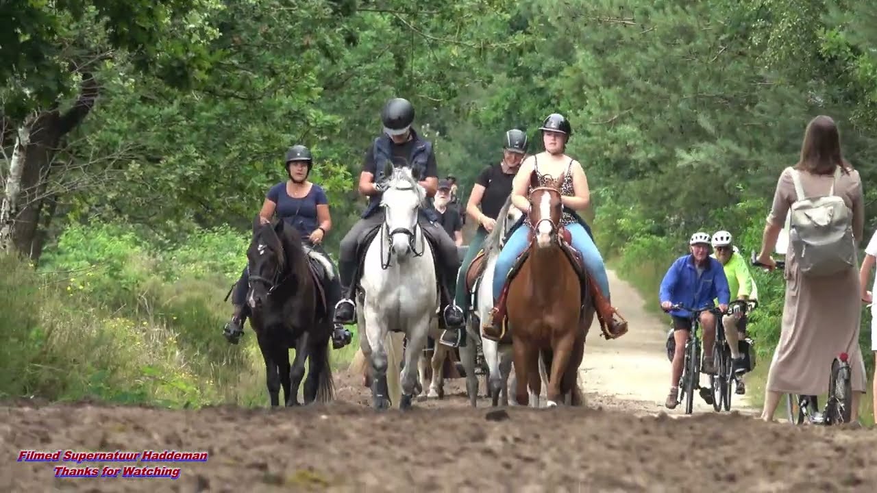 30e Eper Paarden4daagse 2025 Route dag 3 movie 4K | Door Veluwse natuurgebied - Eper horses 4 day 🐎🤠