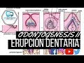 ODONTOGÉNESIS II: Erupción dentaria (Generalidades, fases o etapas, diferencias y alteraciones))