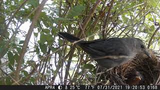 Catbird feeding baby