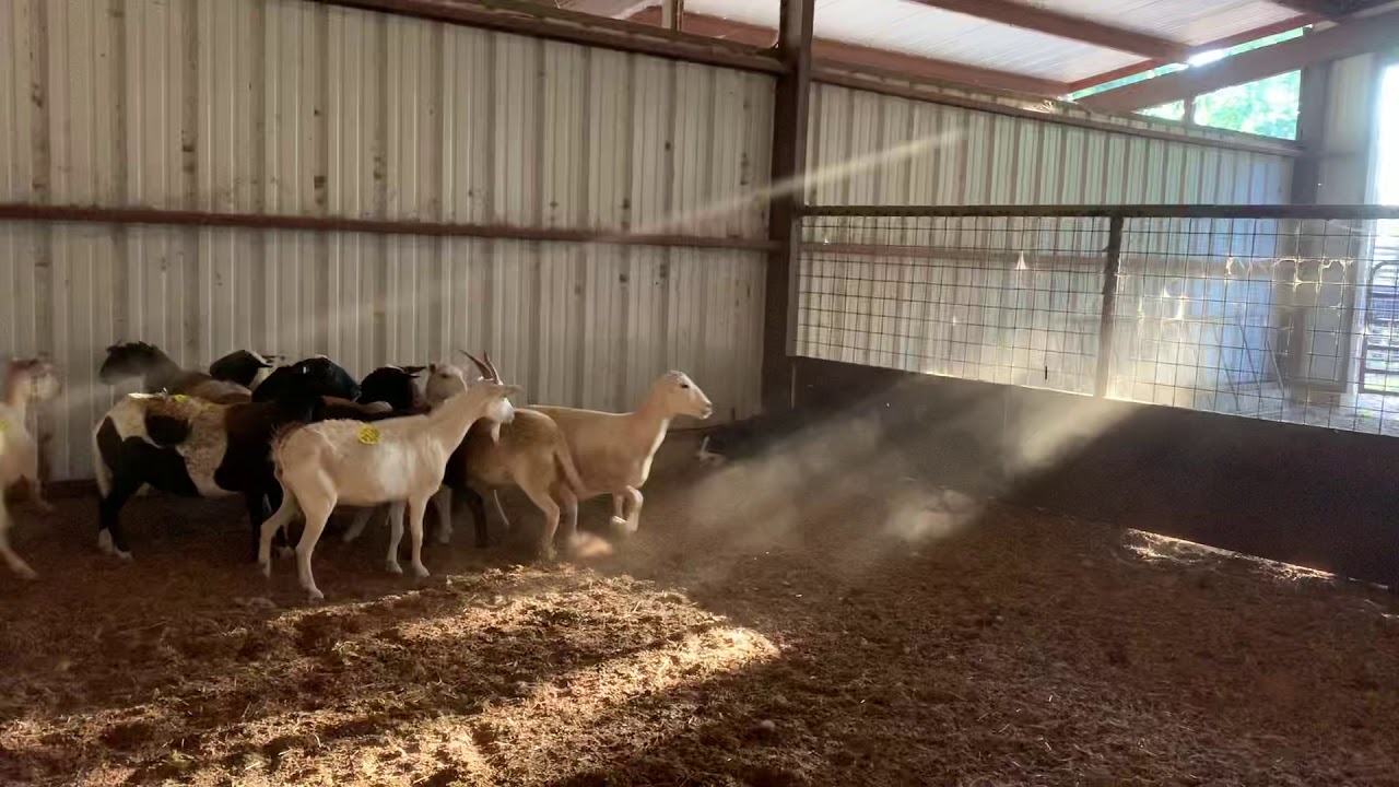 Rocket - sheep - YouTube