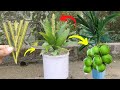 Creative method grow coconut tree from coconut branch trees made from coconut branches