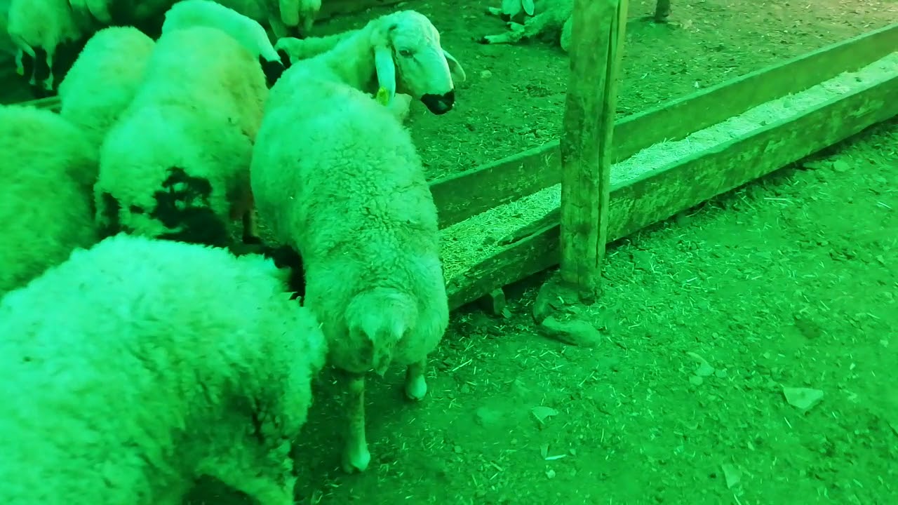 Kuzu besisi nasıl olmalı