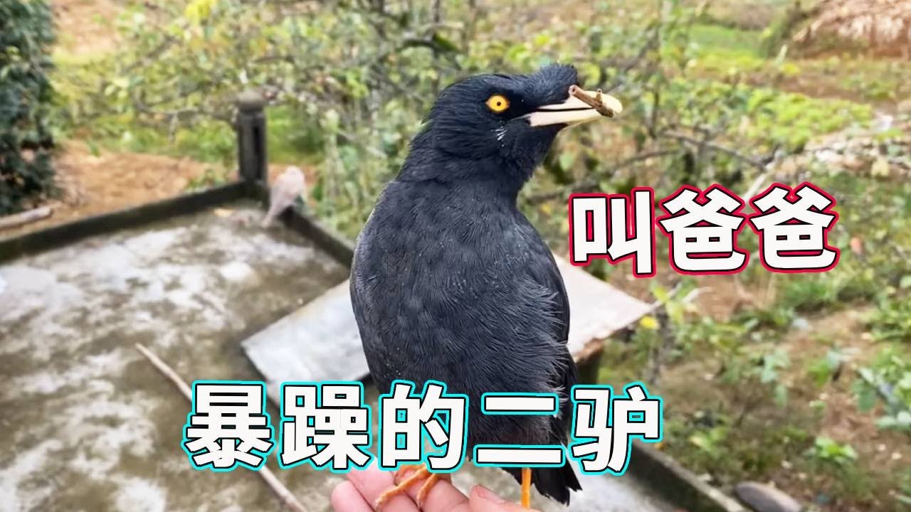 谁懂啊！二驴一言不合就咬人，还让人叫爸爸，脾气也太横了！【天下一场梦】