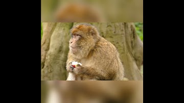 monyet lucu, monyet gemes, funny animals, funny monkey, cute monkey