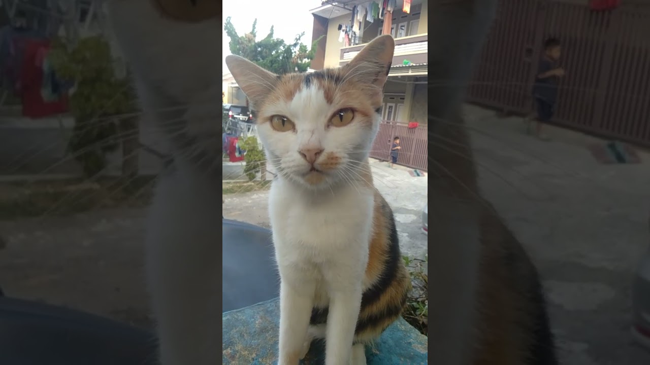 amanda terpesona kucing  pamer gigi taring 