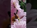 Demanding Vs Commanding #flowers #nature #motivation #love #life