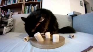 Развивающие игры для кошек