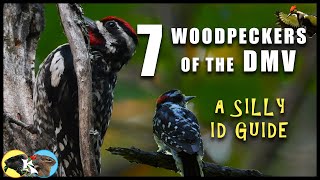 Silly Version  : The 7 Woodpeckers of the DMV (D.C., Maryland & Virginia)