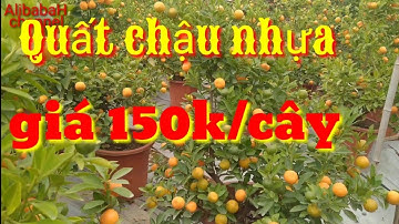 Giá quất tết 2021| giá quất thế, quất chậu nhựa giá rẻ 150k/cây | AlibabaHchannel