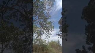 #motivacional #reflexão #roça #fazenda #motivation #motivational
