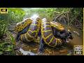 Secret Amazon jungle : Only 1% Know These Top Rarest Animals Black Panther vs Anaconda #wildlife