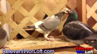 Racing Pigeon Breeders - Meet Our Racing Pigeon Breeders