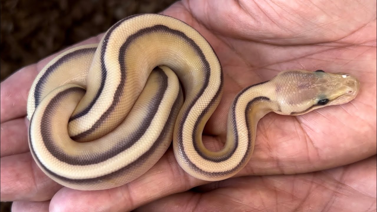 Clutch #5 Reveal: Genetic Stripe double het DG VPI Axanthic - YouTube