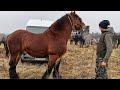 Armasar polonez de vanzare a dl Bilibok Andras de la Ghimes -Faget