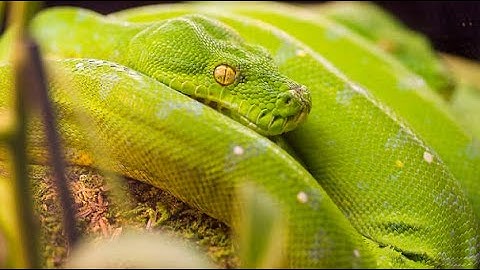 Signs You Are Being Attacked By The Python Spirit