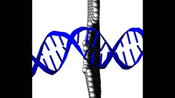 DNA Translocation Trajectories of Poly(A-T) and Poly(G-C) Sequences