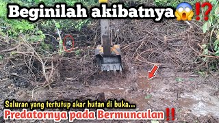 Download Lagu Beginilah akibatnya😱⁉️Saluran yang tertutup akar hutan di buka||Predatornya pada bermunculan‼️ MP3 Download Lagu Beginilah akibatnya😱⁉️Saluran yang tertutup akar hutan di buka||Predatornya pada bermunculan‼️ MP3