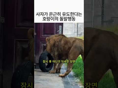 사자가 은근히 유도한다는 호랑이의 돌발행동 thumbnail